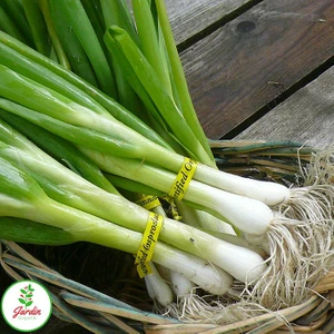Oxe Garden Doğal Tatlı Yeşil Soğan Tohumu 15 Gr. Beyaz Bilek Al Saksı Ev ve Bahçe İçin