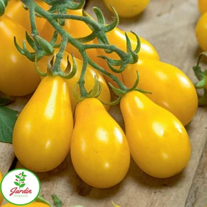 Oxe Garden Sarı Cherry Domates 15 'li Doğal Tohum Al SaksıTorf  Ev ve Bahçe İçin