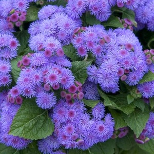 Oxe Garden Vapur Dumanı Çiçeği 15 'li Çiçek Tohumu Al SaksıTorf  Ev Bahçe İçin