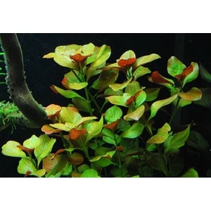 Marimo Scape Ludwigia Ovalis Oval Gül