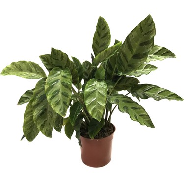 Betonish Calathea Albertii (Dua iei) Fiyat - Taksit Seenekleri