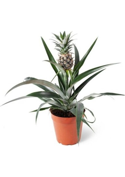 Ananas Bitkisi *üzeri Meyveli*