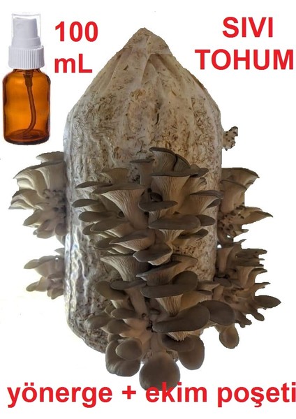 100 ml Istiridye Kavak Kayın Mantarı Tohumu + Ekim Poşeti + Yönerge