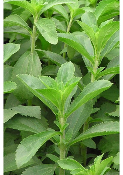 3 'lü Istanbul Baharat Stevia Yaprağı (Şeker Otu) 20 gr