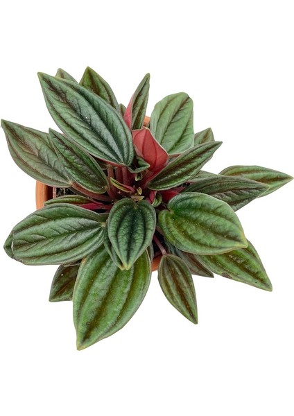 Peperomia Caperata Zümrüt Dalgası