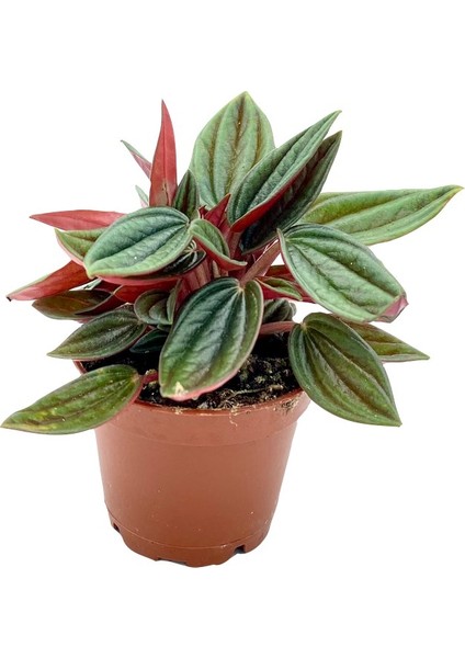 Peperomia Caperata Zümrüt Dalgası fiyatları