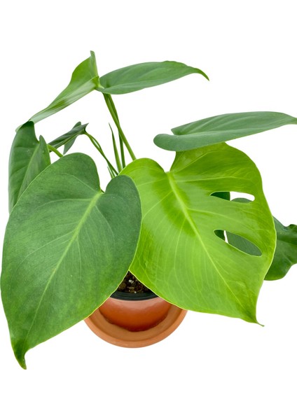 Nadir Kaktüs Monstera Deliciosa Orta Boy