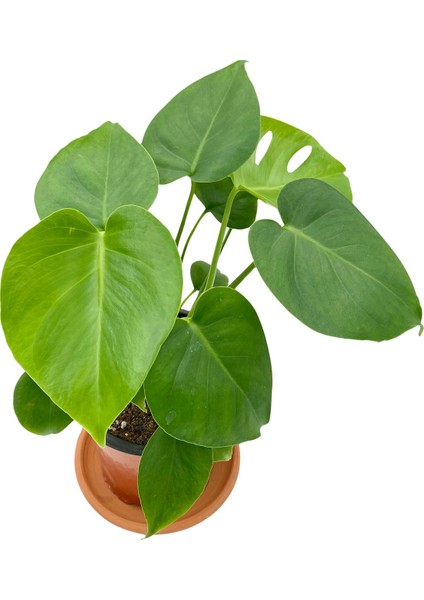 Nadir Kaktüs Monstera Deliciosa Orta Boy