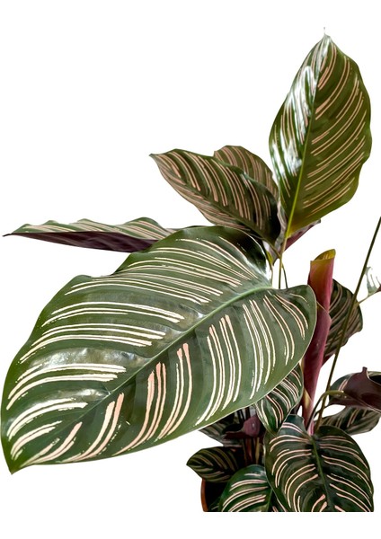 Calathea Ornata Sanderiana Dua Çiçeği 90-100 cm