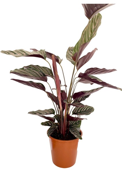 Calathea Ornata Sanderiana Dua Çiçeği 90-100 cm fiyatları