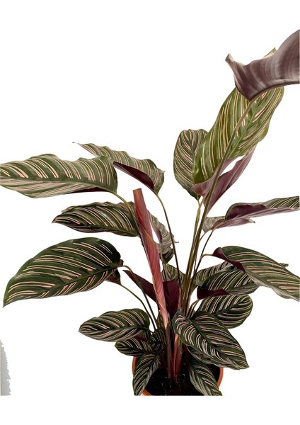 Calathea Ornata Sanderiana Dua Çiçeği 90-100 cm modelleri