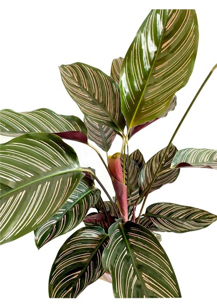 Calathea Ornata Sanderiana Dua Çiçeği 90-100 cm fırsatları
