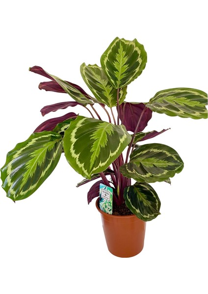 Calathea Medallion Dua Çiçeği 90-100 cm