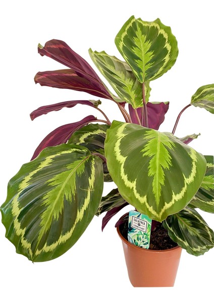 Calathea Medallion Dua Çiçeği 90-100 cm fiyatları