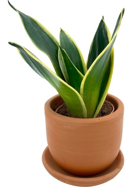 Sansevieria Lotus Hahnii Bodur Paşa Kılıcı
