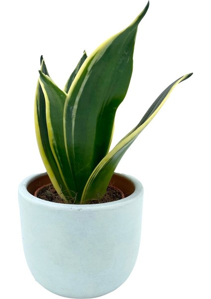 Nadir Kaktüs Sansevieria Lotus Hahnii Bodur Paşa Kılıcı