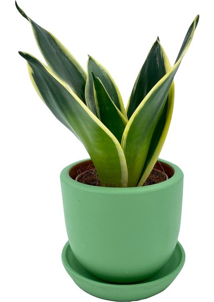 Sansevieria Lotus Hahnii Bodur Paşa Kılıcı