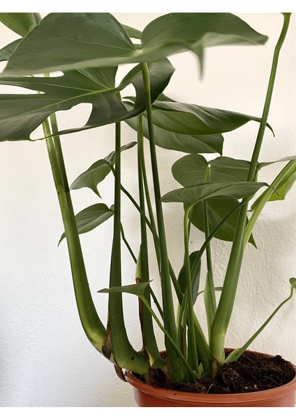 Nadir Kaktüs Monstera Deliciosa Büyük Boy