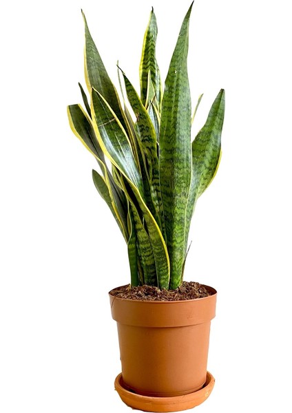 Sansevieria Trifasciata Paşa Kılıcı