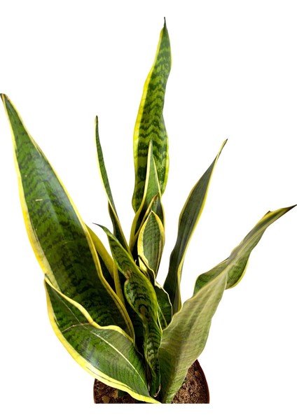 Sansevieria Trifasciata Paşa Kılıcı fiyatları