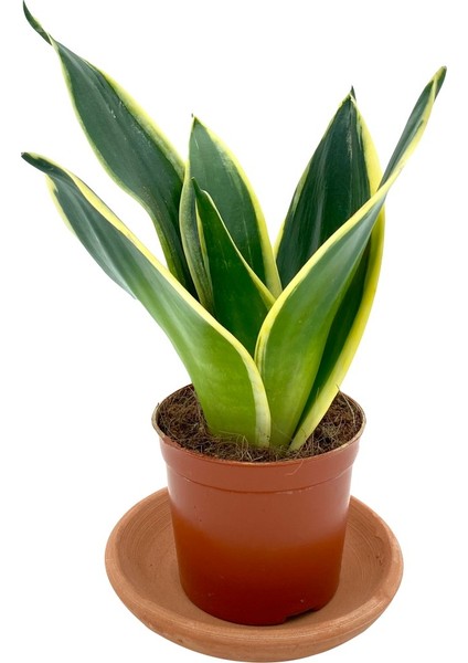 Nadir Kaktüs Sansevieria Lotus Hahnii Bodur Paşa Kılıcı