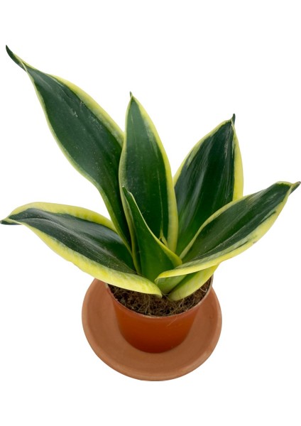 Nadir Kaktüs Sansevieria Lotus Hahnii Bodur Paşa Kılıcı