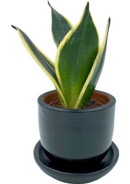 Sansevieria Lotus Hahnii Bodur Paşa Kılıcı