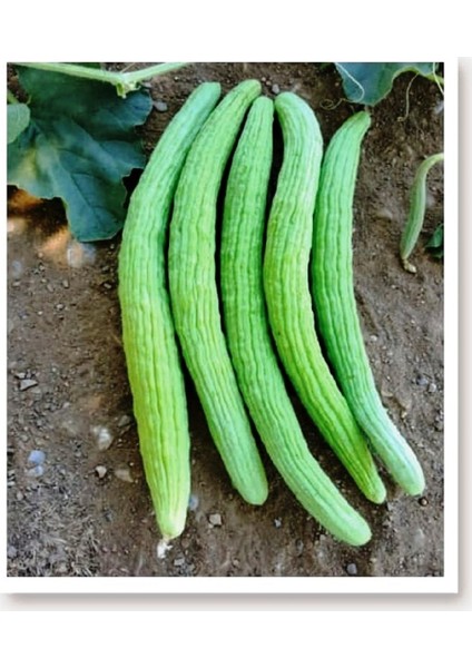 Agro Tohum Ata Tohumu Yerli Acur Köy Tipi 1 gr Yaklaşık 30 Adet