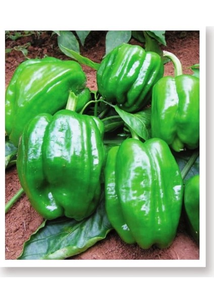Agro Tohum Ata Tohumu Yöresel Acı Dolma Biber Antep 1 gr Yaklaşık 100 Adet