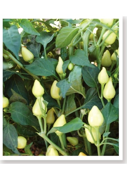 Agro Tohum Ata Tohumu Yerli Badem Biberi 1 gr Yaklaşık 100 Adet
