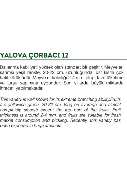 Agro Tohum Ata Tohumu Sivri Biber Yalova Çorbacı 1 gr 100 Adet