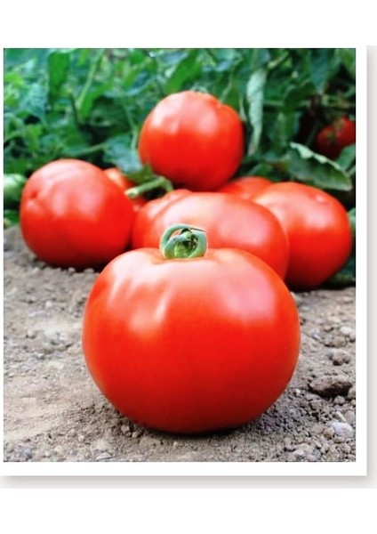 Agro Tohum Ata Tohumu Yerli Iri Domates 1 gr 300 Adet Tohum