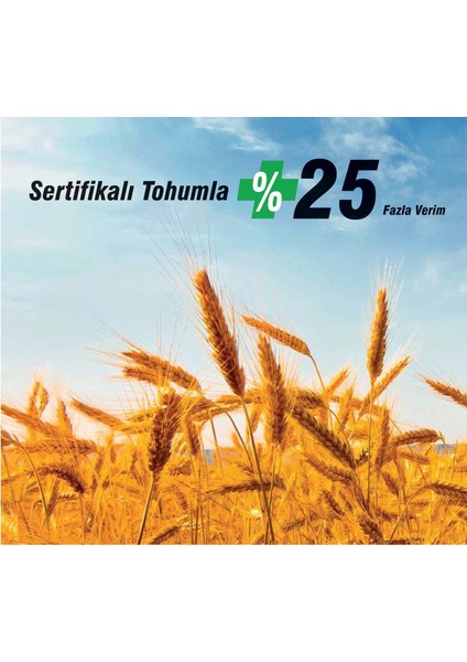 Tigem Ceyhan 99 Buğday Tohumu (25 Kg) Sertifikalı Sıfır