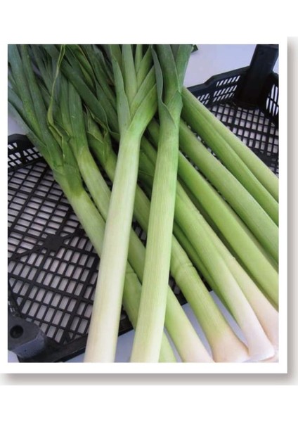 Agro Tohum Yerli Doğal Pırasa Inegöl 1 gr 300 Adet Tohum