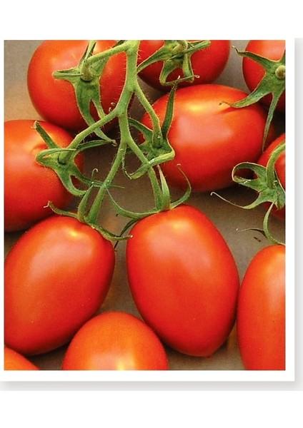 Agro Tohum Ata Tohumu Yerli Doğal Bursa Domatesi 1 gr 300 Adet Tohum