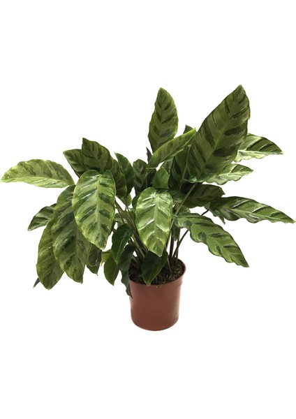 Calathea Albertii (Dua Çiçeği)