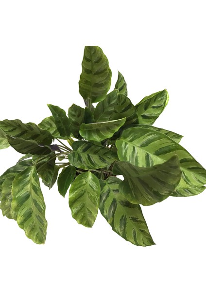 Calathea Albertii (Dua Çiçeği)