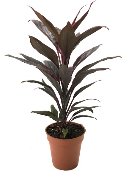 - Cordyline 'Rumba' (Kordilin Çiçeği)