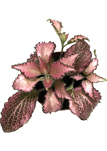 Fittonia - Pembe (Fitonya Çiçeği) fiyatları