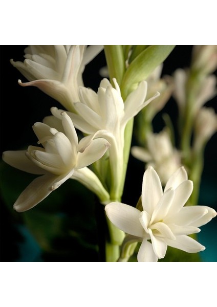 Sümbülteber Soğanı 2 Adet Doğal Ev Bahçe Için Ideal Polianthes Tuberose