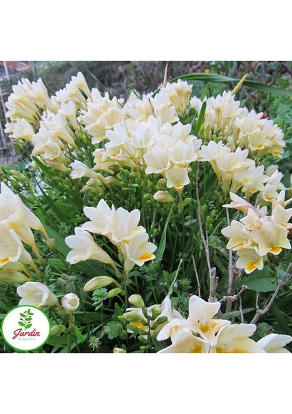 Sümbülteber Soğanı 3 Adet Doğal Ev Bahçe Için Ideal Polianthes Tuberose fiyatları