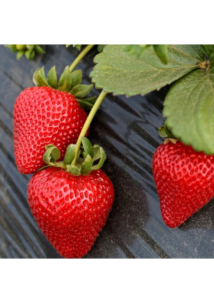 30'lu Camarosa Çilek Fidesi Açık Kök Taze Söküm ve Frigo