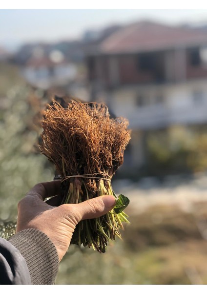 1000'LI Tırmanan Çilek Fidesi Açık Kök Taze Söküm ve Frigo