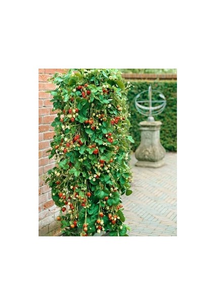 250'LI Tırmanan Çilek Fidesi Açık Kök Taze Söküm ve Frigo