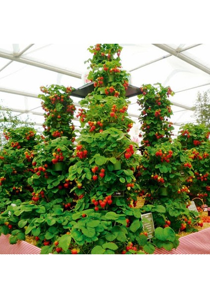 70'li Tırmanan Çilek Fidesi Açık Kök Taze Söküm ve Frigo