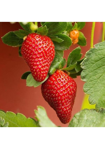 300'LÜ Sweet Charlie Çilek Fidesi Açık Kök Taze Söküm ve Frigo