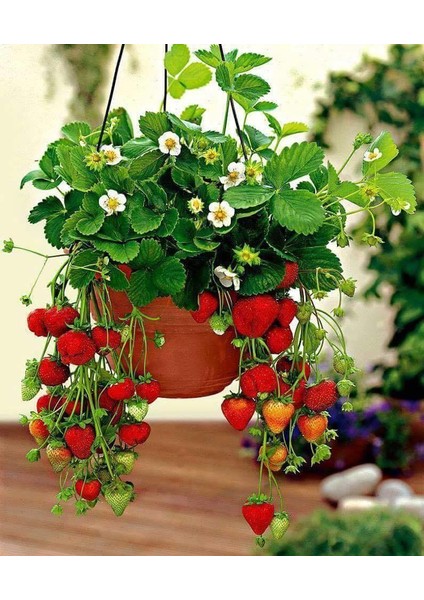 250 Adet Yediveren ( Albion ) Soğuklara Dayanıklı Çilek Fidesi Taze Söküm ve Frigo