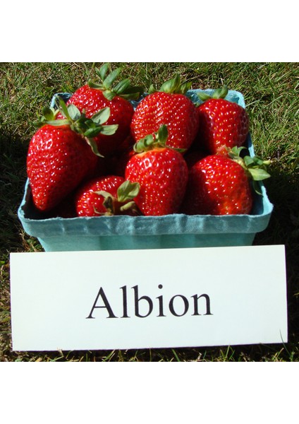 Ucuzluk Diyarı 80'li Yediveren ( Albion ) Soğuklara Dayanıklı Çilek Fidesi Taze Söküm ve Frigo