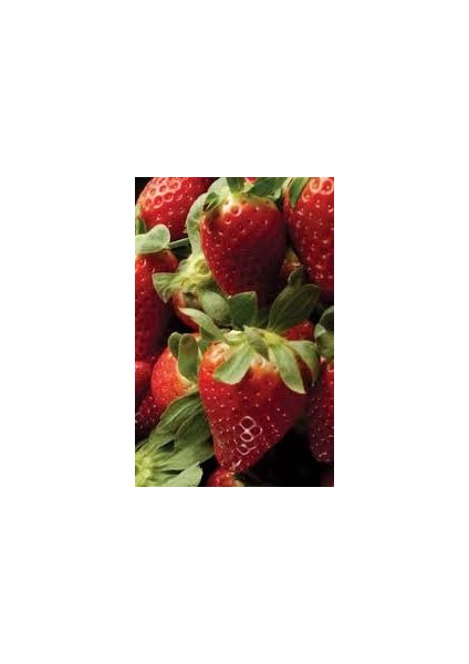 20'li Fern Çilek Fidesi Açık Kök Taze Söküm ve Frigo