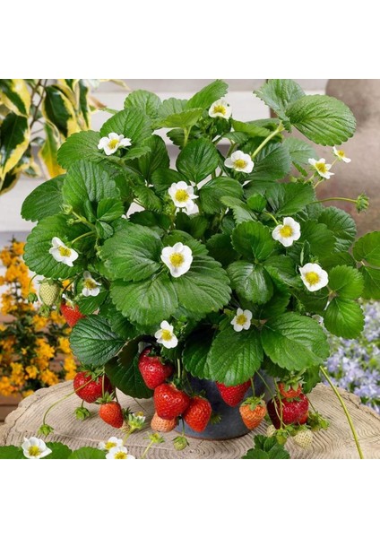 Osmanlı Çilek Fidesi 1000'LI Frigo ve Taze Söküm Açık Kök